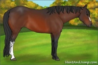 Horse Color:Bay  and Bay 