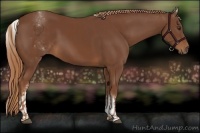 Horse Color:Chestnut and White Spotted Chestnut
