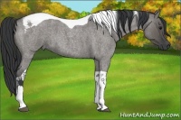 Horse Color:Grullo Roan Tobiano