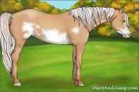 Horse Color:Silver Amber Champagne Frame 