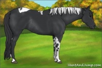 Horse Color:Black Tobiano Rabicano