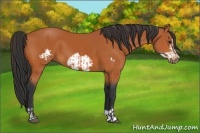 Horse Color:Bay and Bay Frame