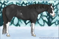 Horse Color:Liver Chestnut Sabino Splash 