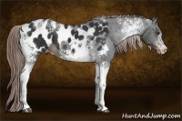 Horse Color:White Spotted Liver Chestnut Sabino Appaloosa 