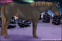 Horse Color:Liver Chestnut Sabino Rabicano 
