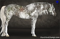 Horse Color:White Spotted Liver Chestnut Sabino Splash and White Spotted Liver Chestnut
