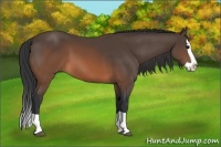 Horse Color:Brown Splash