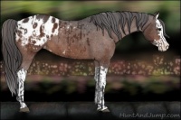 Horse Color:Bay Sabino Splash Appaloosa  and Bay Sabino Splash Appaloosa 