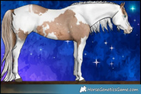 Horse Color:White Spotted Liver Chestnut Ice Pearl Splash  and Liver Chestnut Ice Pearl Sabino Splash Frame Appaloosa 