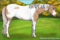 Horse Color:Silver Bay Dun Sabino Tobiano Frame Rabicano 