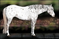 Horse Color:Liver Chestnut Sabino Splash Appaloosa  and Gold Champagne Sabino Splash Appaloosa 