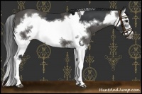 Horse Color:Black Splash Frame  and Black Splash Frame 