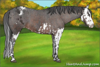 Horse Color:Bay Sabino Splash Appaloosa  and Gray Bay Sabino Splash Appaloosa 