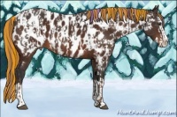 Horse Color:Painted Liver Chestnut Sabino Splash Appaloosa  and Painted Bay Sabino Splash Appaloosa 