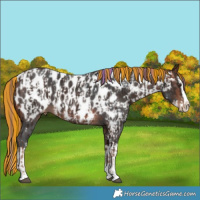Horse Color:Painted Liver Chestnut Sabino Splash Appaloosa  and Painted Bay Sabino Splash Appaloosa 