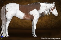 Horse Color:Liver Chestnut Sabino Splash and Liver Chestnut Sabino