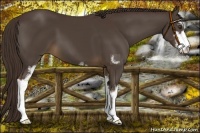 Horse Color:Liver Chestnut Sabino 