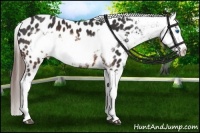Horse Color:Brown Frame Appaloosa 