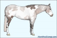 Horse Color:White Spotted Silver Bay Roan Frame Rabicano 