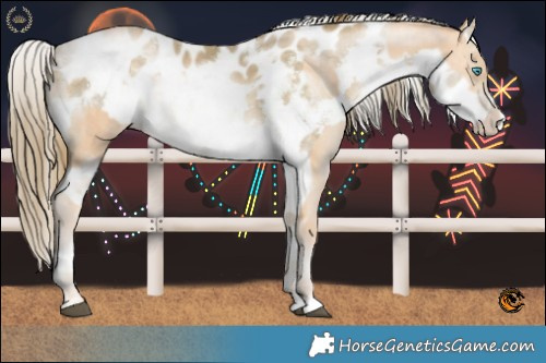 Horse Color:Brown Snowdrop Pearl Sabino Splash  and White Spotted Brown Snowdrop Pearl Sabino Splash Appaloosa 