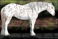 Horse Color:Liver Chestnut Sabino Splash Appaloosa  and Chestnut Sabino Splash Appaloosa 