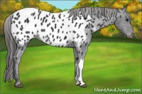 Horse Color:Black Appaloosa