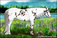 Horse Color:Liver Chestnut Appaloosa and Liver Chestnut Sabino Splash Appaloosa