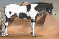 Horse Color:Liver Chestnut Sabino Splash Appaloosa and Liver Chestnut Sabino Splash Frame Appaloosa