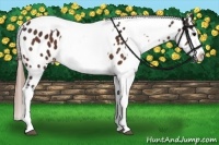 Horse Color:Bay Sabino Splash Appaloosa and Liver Chestnut Sabino Splash Appaloosa
