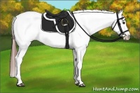 Horse Color:Bay Sabino Splash Appaloosa and Bay Sabino Splash Appaloosa