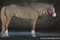 Horse Color:Liver Red Dun Splash 