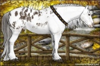 Horse Color:White Spotted Liver Red Dun Sabino Appaloosa  and Liver Chestnut Sabino Splash Frame Appaloosa 