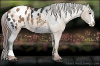 Horse Color:Black Sabino Splash Appaloosa and Classic Champagne Sabino Splash Appaloosa