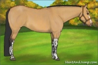 Horse Color:Bay Dun  and Bay Dun 
