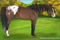 Horse Color:Bay Sabino Splash Appaloosa  and Bay Sabino Splash Appaloosa 
