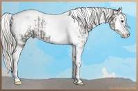 Horse Color:Liver Red Dun Ice Splash Tobiano and Chocolate Palomino Ice Dun Sabino Splash Tobiano Appaloosa