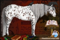 Horse Color:Brown Sabino Splash Blanket  and Brown Sabino Splash Near Leopard 