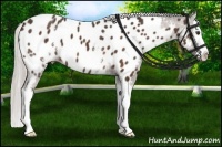 Horse Color:White Spotted Silver Brown Sabino Splash Near Leopard 