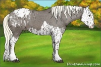 Horse Color:Liver Chestnut Sabino Splash Appaloosa and Liver Chestnut Sabino Splash Appaloosa