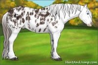 Horse Color:Liver Chestnut Sabino Splash Appaloosa and Liver Chestnut Sabino Splash Appaloosa