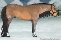 Horse Color:Buckskin 