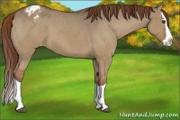 Horse Color:Red Dun Splash Varnish 