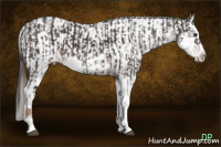 Horse Color:Liver Chestnut Sabino Splash and Gray Liver Chestnut Splash Tobiano Appaloosa