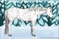 Horse Color:Brown Sabino Splash Near Leopard and Brown Roan Splash Near Leopard