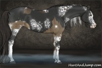 Horse Color:White Spotted Liver Red Dun Sabino Splash  and White Spotted Liver Chestnut Sabino Splash 