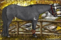 Horse Color:Blue Roan Varnish 
