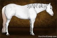 Horse Color:Chestnut Splash Appaloosa 