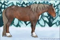 Horse Color:Liver Chestnut Appaloosa