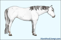Horse Color:Gray Liver Chestnut Sabino Splash Appaloosa and Gray Liver Chestnut Sabino Splash Appaloosa