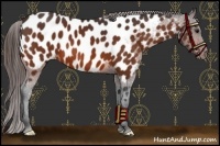 Horse Color:Bay Appaloosa